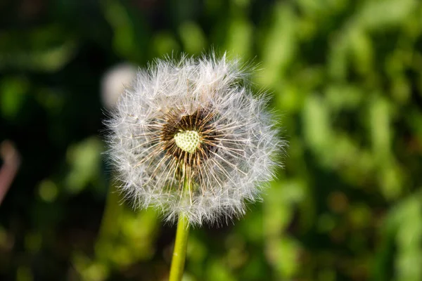 White Dandelions Close Green Background — Stock Photo, Image