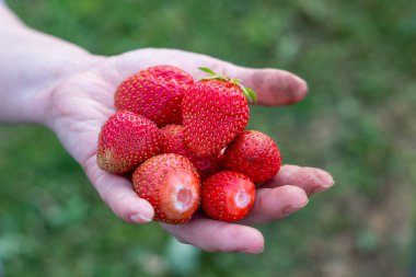 Olgun böğürtlenler, kadınların ellerinde kırmızı çilekler..