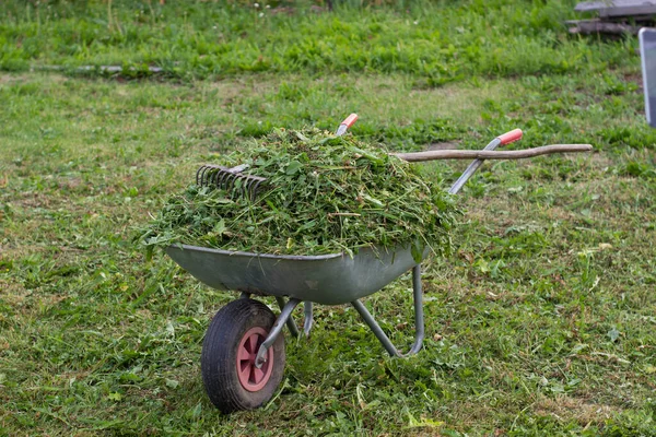 Een kruiwagen vol vers gemaaid gras staat op het gazon in de tuin. — Stockfoto