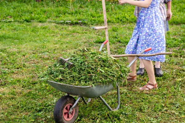 A wheelbarrow full of fresh mown grass is on the lawn in the garden. — Stock Photo, Image