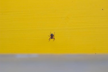 Sarı arka planda ağda tehlikeli bir örümcek