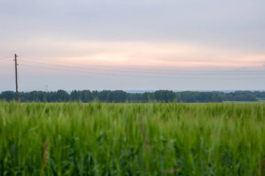 Yeşil mısır gevreğiyle çok güzel bir yaz tarlası. Mavi gökyüzü altında bulutlu tarlalar