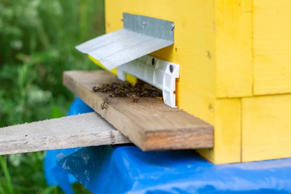 Houten Bijenkorf Bijen Bijen Vliegen Terug Korf Een Intense Oogstperiode — Stockfoto