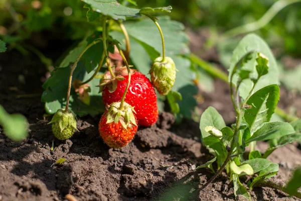 Aardbeienplant Wilde Bosbessen Struiken Aardbeien Groei Tuin Rijpe Bessen Loof — Stockfoto