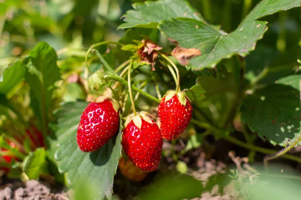 Strawberry Plant Wild Stawberry Bushes Strawberries Growth Garden Ripe Berries Stock Photo