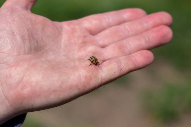 Kolumda bir Colorado böceği var. Patates çalıları..