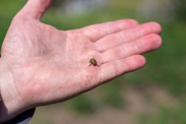Kolumda bir Colorado böceği var. Patates çalıları..