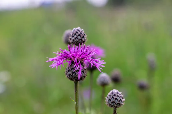 Närbild Lila Äng Blomma Som Lyser Det Vilda Med Sina — Stockfoto