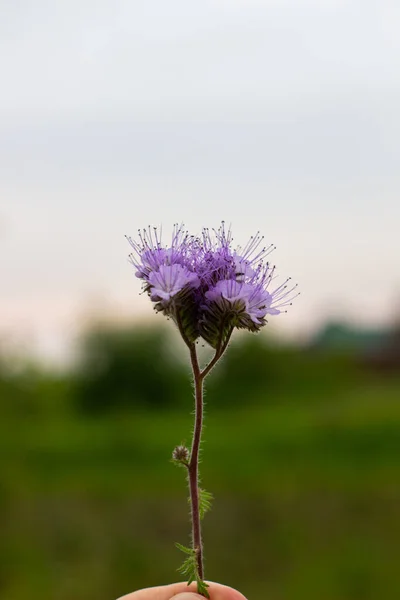 空に対するファセリアの花 繊細な花で野生で輝く紫色の草原の花のクローズアップ — ストック写真