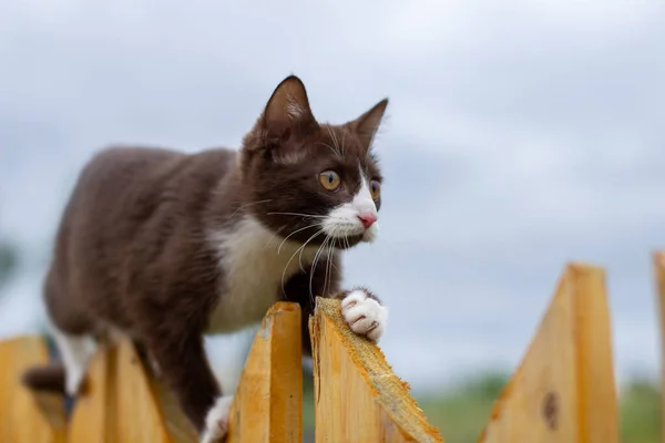 Retrato Verano Gato Caminando Largo Una Cerca Madera Sobre Fondo — Foto de Stock