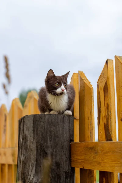 Letní Portrét Kočky Kráčející Podél Dřevěného Plotu Pozadí Přírody Kolem — Stock fotografie
