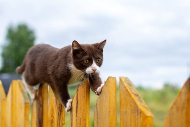 Doğanın arka planında, tahta bir çit boyunca yürüyen bir kedinin yaz portresi. Kahverengi ve beyaz bir kedi yavrusu ahşap bir çit boyunca yürüyor. Busia adında bir kedi. 9