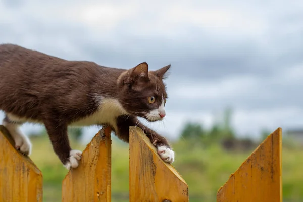 Retrato Verano Gato Caminando Largo Una Cerca Madera Sobre Fondo — Foto de Stock