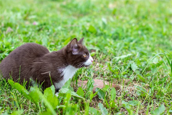 Brown Kitten Sitting Lawn Nature Clear Weather Kitten Named Busia — Stock Photo, Image