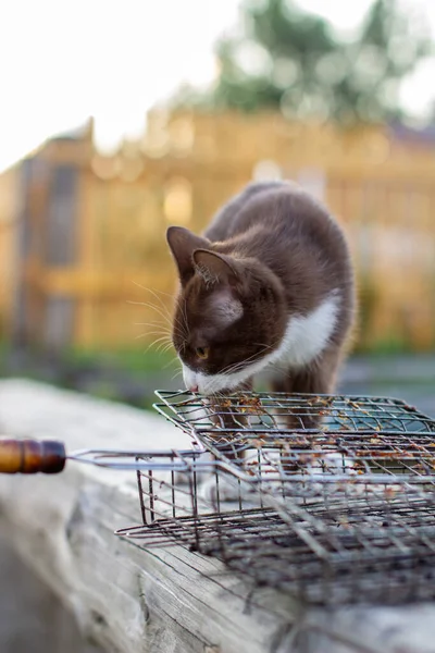 Gatito Marrón Sentado Césped Naturaleza Tiempo Claro Gatito Llamado Busia — Foto de Stock