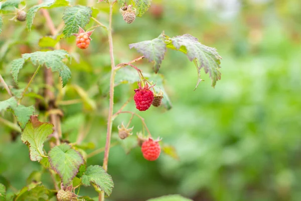 Rijp Frambozen Fruittuin Frambozenstruiken Met Rijpe Bessen — Stockfoto