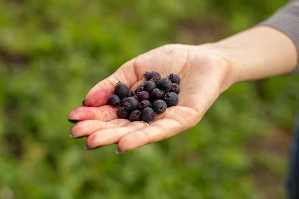 Blue berry Jurga in a woman\'s hand. Berry harvest.