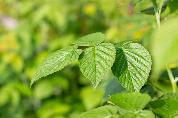 stock image Green raspberry leaf in the garden. Ripe raspberries.