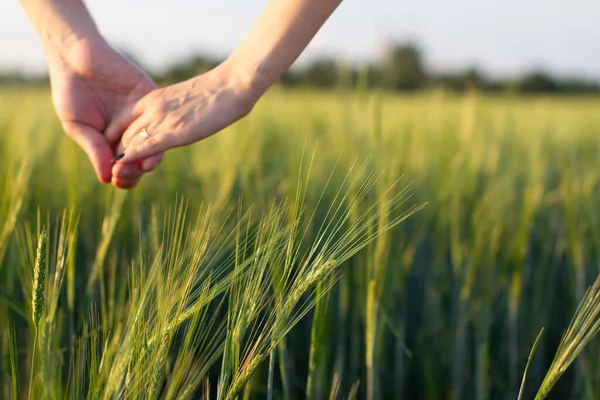 Man Hand Woman Hand Together Field Wheat Harvest Way Life — Stock Photo, Image