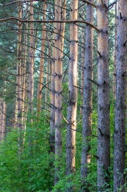 Göl kenarındaki ağaçların yolu, huş ağacı ve çam ağacı.