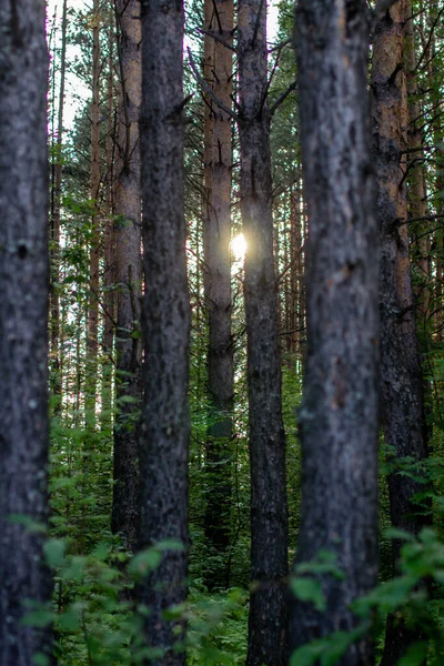 Sunlight Trees Forest Walk Woods Evening — Stock Photo, Image