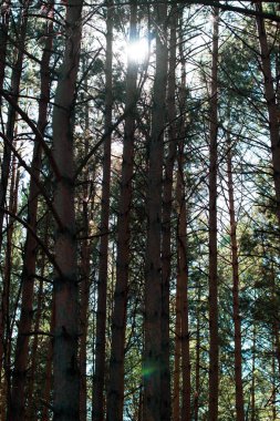 Ormandaki ağaçların arasındaki güneş ışığı. Akşamları ormanda bir yürüyüş.