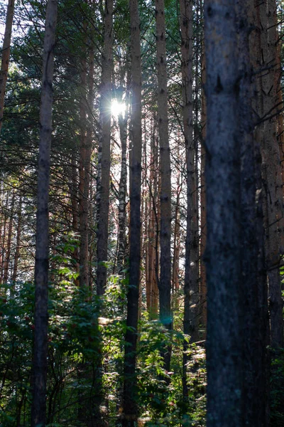 Ormandaki ağaçların arasındaki güneş ışığı. Akşamları ormanda yürüyüş. 1.