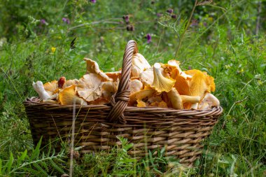 Ormanda çimlerin üzerinde bir sepet mantar. Ormanda mantar arayın..