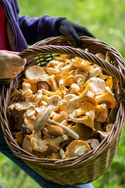Ormanda çimlerin üzerinde bir sepet mantar. Ormanda mantar arayın..