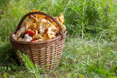 Ormanda çimlerin üzerinde bir sepet mantar. Ormanda mantar arayın..