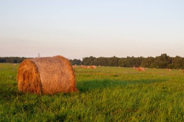 Tarlada yuvarlak sarı saman balyası. Ev halkı için saman topluyorum..