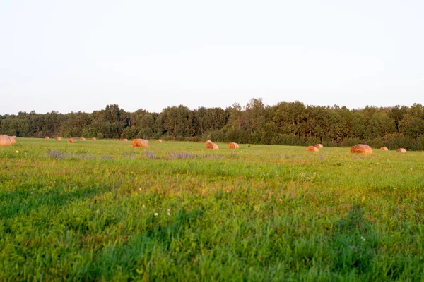 Balle Ronde Foin Jaune Dans Champ Récolte Foin Pour Ménage — Photo