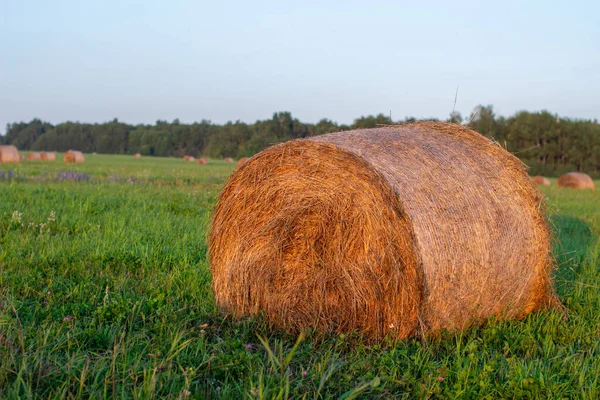 Round bale of yellow hay in the field. Harvesting hay for the household.