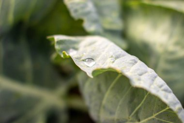 Yağmurdan sonra bahçesinde su damlaları olan ekilmiş lahana yaprağı..
