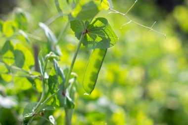 Toplamadan önce bezelyeli olgun kabukların yakınlaştırılması.