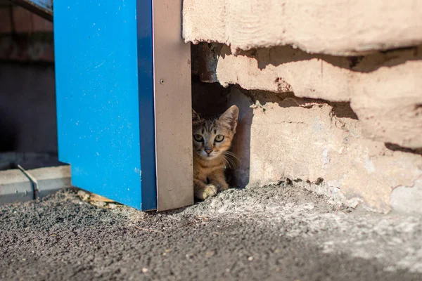 子猫は家の近くで不思議な顔をしている 子猫は家の近くに隠れて遊んでいます — ストック写真