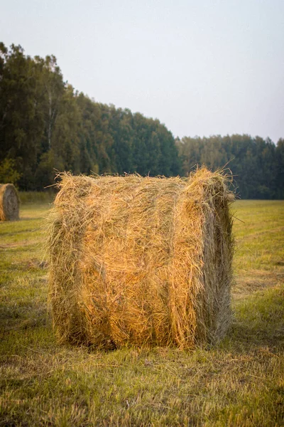 Round bale of yellow hay in the field. Harvesting hay for the household.