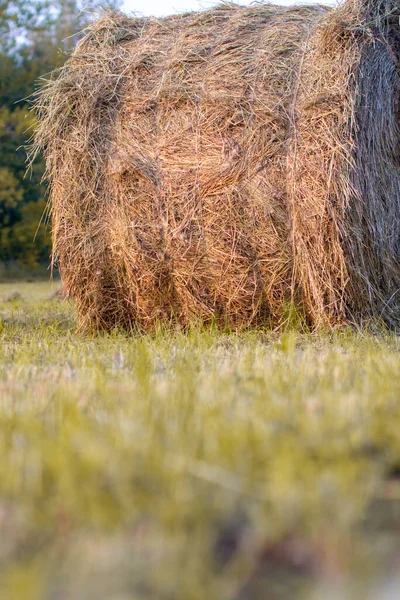 Bale Yellow Hay Field Harvesting Hay Household Sunset — Stock Photo, Image