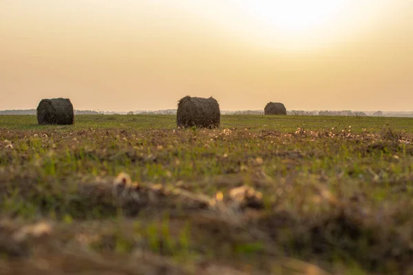 A few round bales of yellow hay in a field at sunset. Harvesting hay for the household.