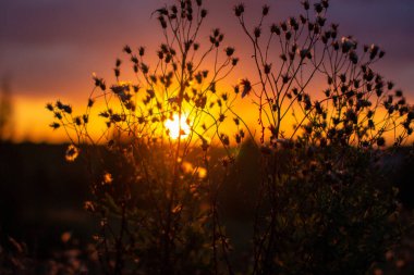 Çimenlerin ve çiçeklerin arasında güzel pembe ve turuncu bir gün batımı. Ateşli, parlak bir gün batımı.