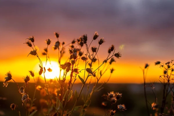 Hermosa Puesta Sol Rosa Naranja Campo Través Hierba Las Flores — Foto de Stock