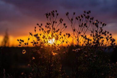 Çimenlerin ve çiçeklerin arasında güzel pembe ve turuncu bir gün batımı. Ateşli, parlak bir gün batımı.