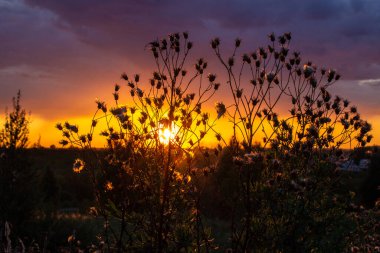 Çimenlerin ve çiçeklerin arasında güzel pembe ve turuncu bir gün batımı. Ateşli, parlak bir gün batımı.