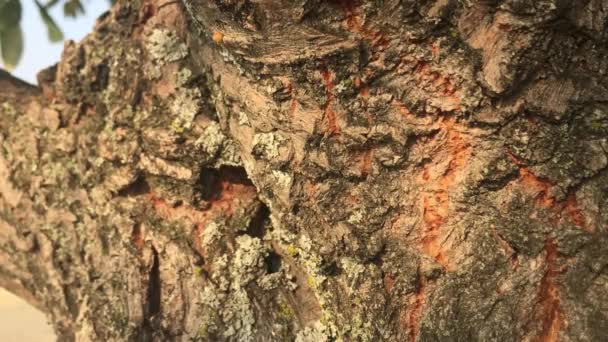 Baumrinde Aus Nächster Nähe Textur Oberfläche Eines Baumes — Stockvideo
