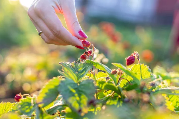 Женская рука вырывает клубнику из сада — стоковое фото