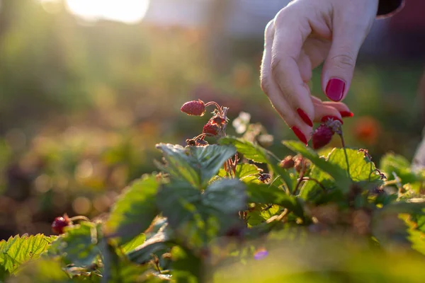 Una mano de mujer arranca una fresa del jardín — Foto de Stock