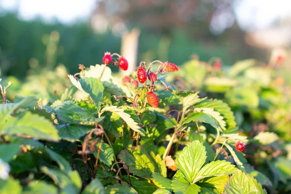Rode, rijpe, sappige aardbeien in de tuin. De bes is rijp.. — Stockfoto