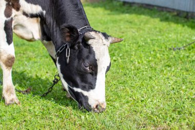 Benekli bir inek evin yakınında ot yer. Süt veren bir inek. Tarım endüstrisi. Taşrada hayat