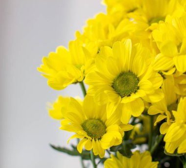 Farklı bir arkaplanda bukette sarı kasımpatı. Yüksek kalite fotoğraf