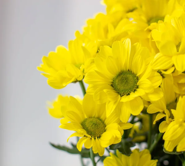 Farklı bir arkaplanda bukette sarı kasımpatı. Yüksek kalite fotoğraf